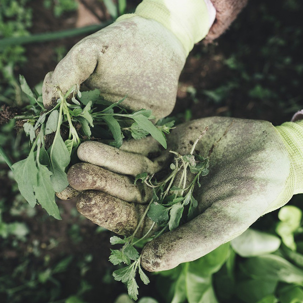 Gardening and Horticulture
